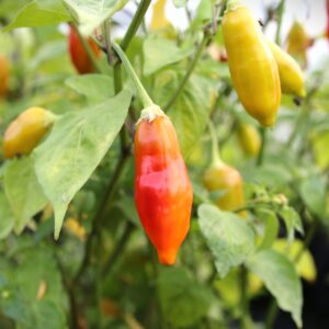 Aji Flor Morado Capsicum baccatum