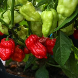 Maldivian Heart Capsicum chinense