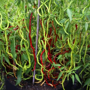 Thunder Mountain Longhorn Capsicum annuum