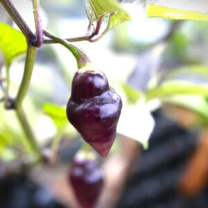 Chupetinho Purple Capsicum chinense