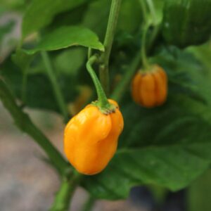 Yellow Bumpy Capsicum chinense