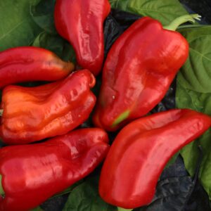 Aconcagua Capsicum annuum