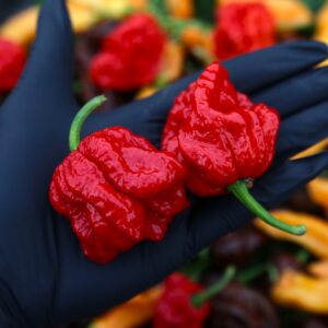 Primo Lucifer XL Capsicum chinense
