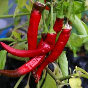 Aji Cacho de Cabra Capsicum annuum