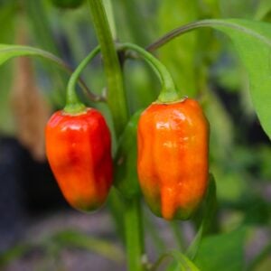 Habanero African Capsicum chinense