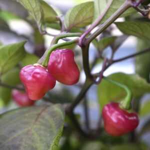 Cheiro Roxa Capsicum chinense
