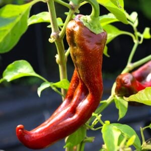 Goat Horn Nya Chilisorter *2024*