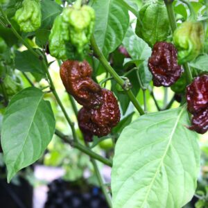 Trinidad Moruga Scorpion Chocolate Capsicum chinense