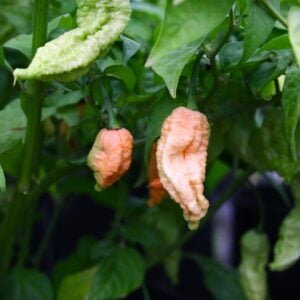 Borg 9 Peach Capsicum chinense