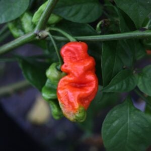 7 Pot Red Capsicum chinense