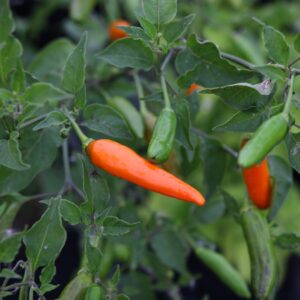 Aji Little Finger Orange Capsicum baccatum