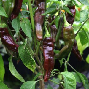 Ethiopian Brown Capsicum annuum