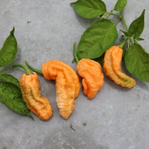 Bhut Jolokia Peach WM Capsicum chinense