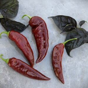 Fatalii Brown Capsicum chinense