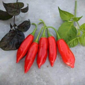 Aji Angelo Capsicum baccatum