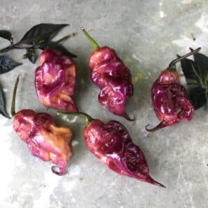 Ganzo Peach Capsicum chinense