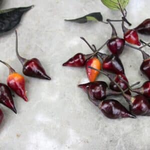 Biquinho Black Capsicum chinense