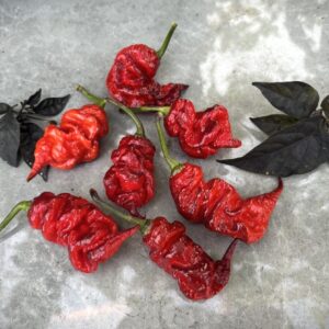 Carolina Reaper x T-rex Capsicum chinense