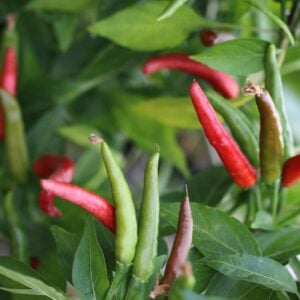 De Arbol Capsicum annuum