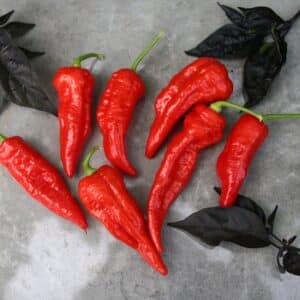 Arrowhead Capsicum chinense