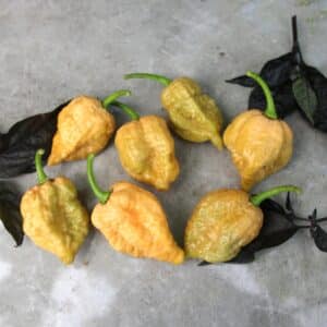 Golden Reaper Capsicum chinense