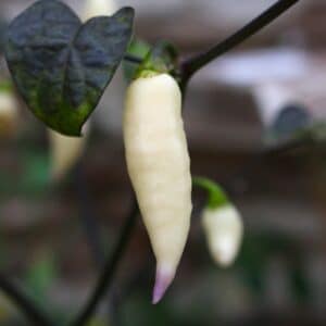 Jay’s x Pink x Reaper Lemon Capsicum chinense