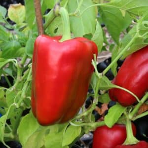 Large Ship Of The Desert Capsicum annuum