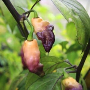 Pink Tiger Capsicum chinense