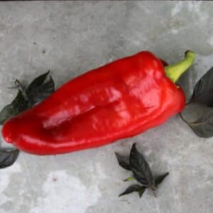 Corno di Toro Rosso Capsicum annuum