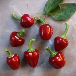 Large Red Cherry Capsicum annuum