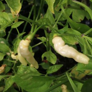 Aji Gusanito Capsicum chinense