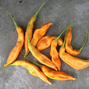 Aji Peach Capsicum baccatum