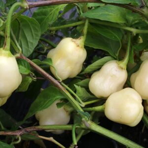 Sugar Rush Cream Capsicum baccatum