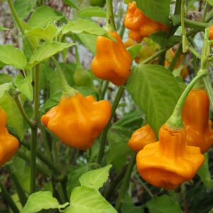 Aji Fantasy Orange Capsicum baccatum