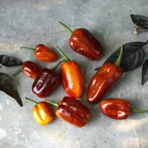 Pimenta Puma Gold Capsicum chinense