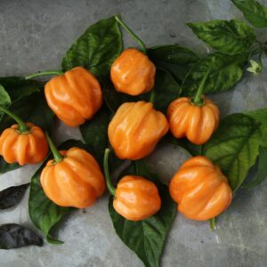 Scotch Bonnet Peach Capsicum chinense