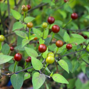 Cappuccino Chiltepin Capsicum annuum