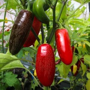 Jalapeño Craig´s Grande Capsicum annuum