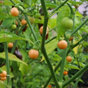 Pérola Laranja Capsicum chinense