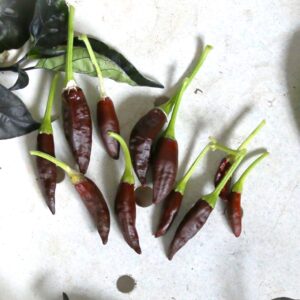 Starrscream Chocolate Capsicum annuum