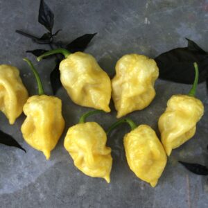 Faddas Moruga White Capsicum chinense