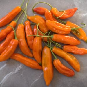 Aji Amarillo Capsicum baccatum