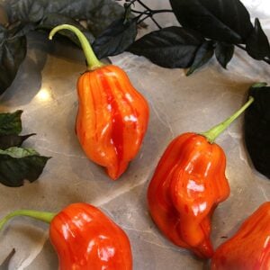 Tangerine Tiger Capsicum baccatum