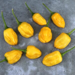 Lemon Ball Capsicum baccatum