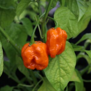 7 Pot Orange SR Gigantic Capsicum chinense