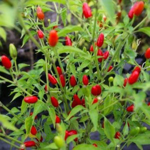 Numex Bailey Capsicum annuum