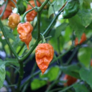 Douglah Inception Capsicum chinense