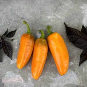 Jalapeno Orange Spice Capsicum annuum