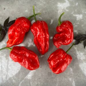 Stuffing Scotch Bonnet Capsicum chinense
