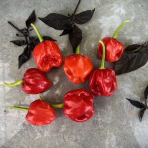 Habanero St. Martin Capsicum chinense